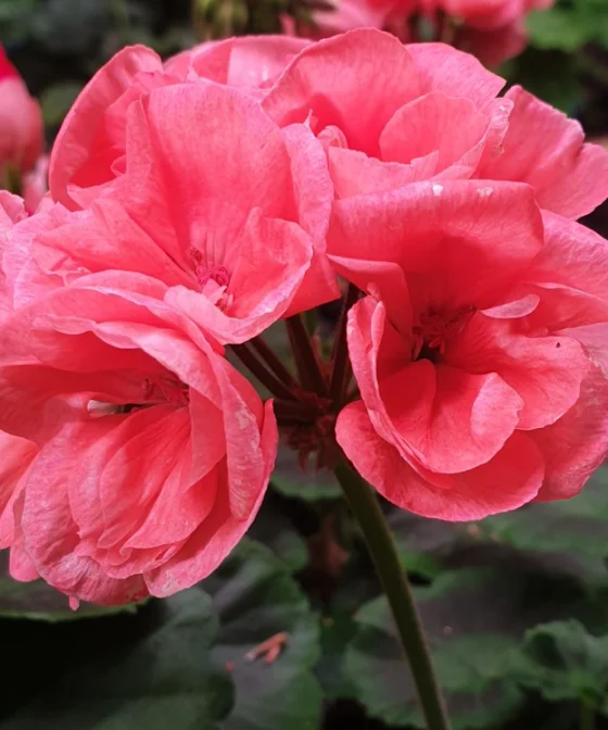 Пищевой цветок Пеларгонии, 25 шт. фото 2